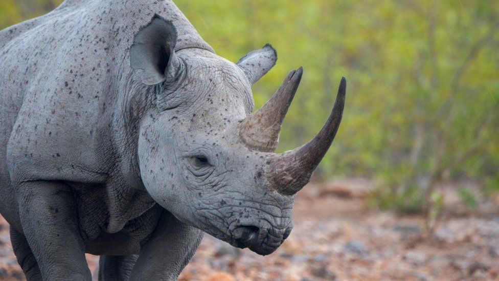 Крупный план самки белого носорога в Намибии