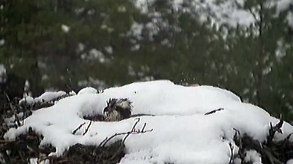 Osprey EJ on snow covered nest
