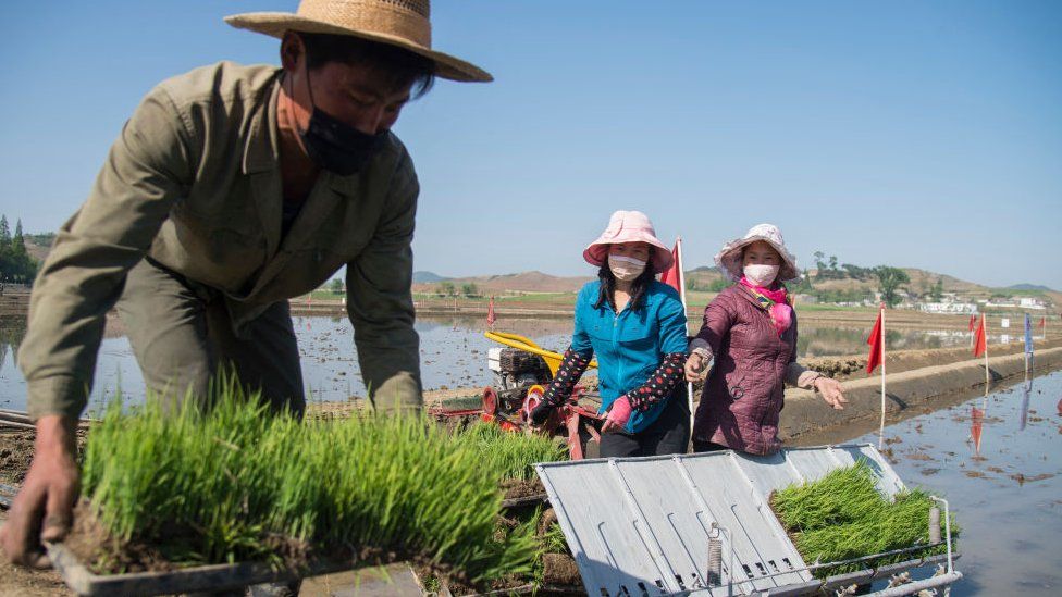 Farm workers in North Korean rice fields