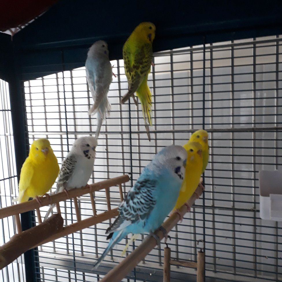 New homes sought for budgies rescued in Brighton - BBC News