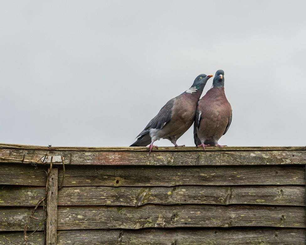 Two wood pigeons sitting on a wooden fence