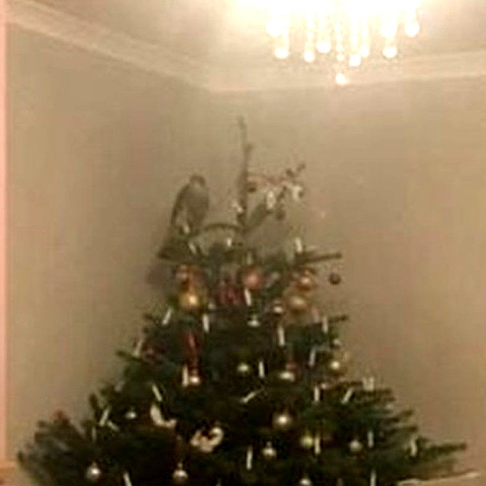 Sparrowhawk in Christmas tree