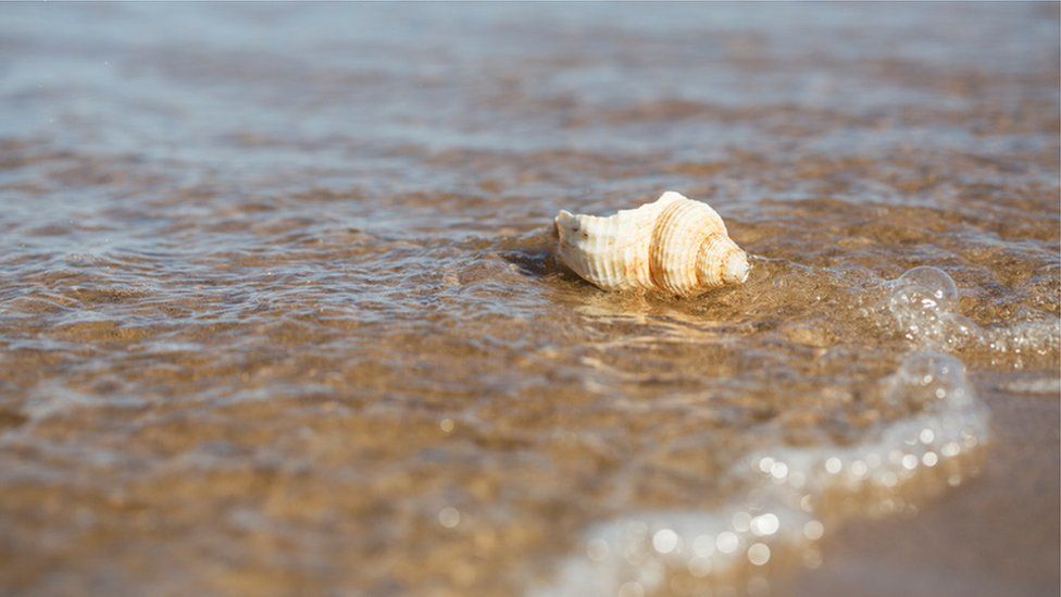 A whelk shell on the beach