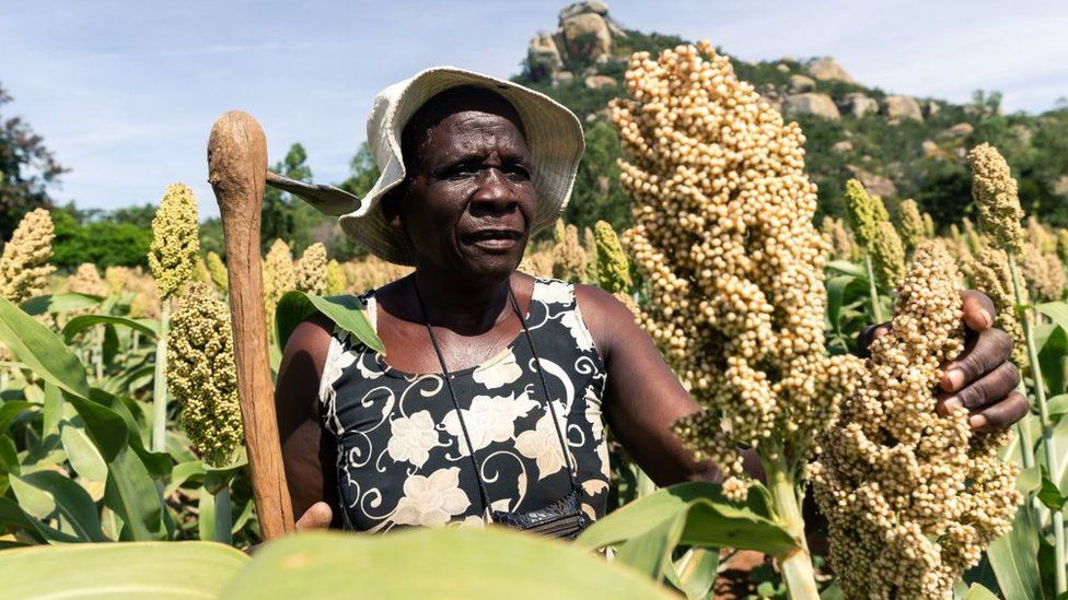 Angeline Kadiki, an elderly who is a sorghum farmer, inspects her small grains crop thriving in the dry conditions on March 14 2019, in the Mutoko rural area of Zimbabwe
