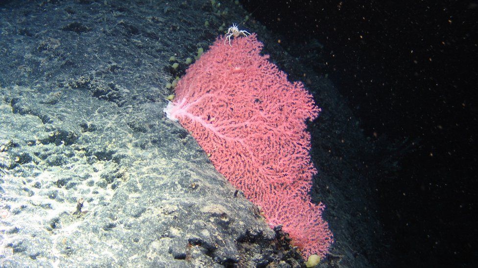 Corallium