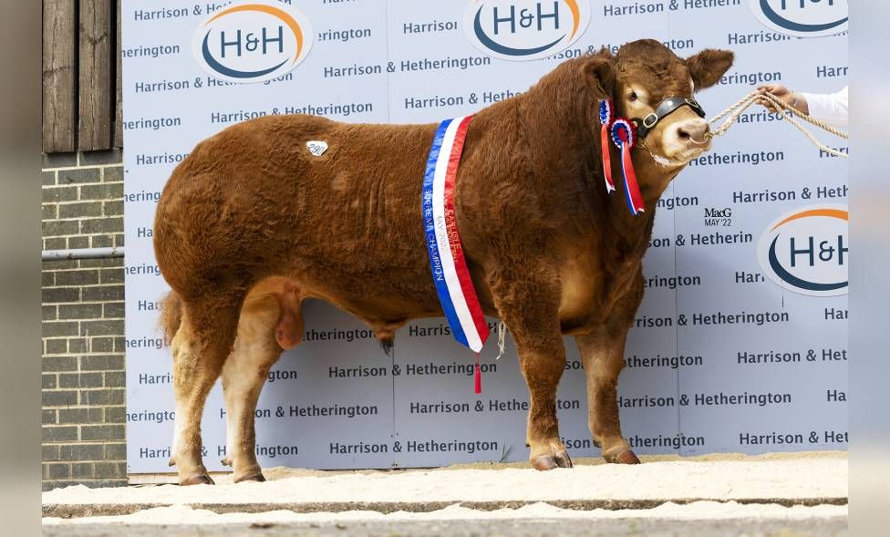 Rambo the Limousin bull sells for £189,000 by Conwy farmer - BBC News