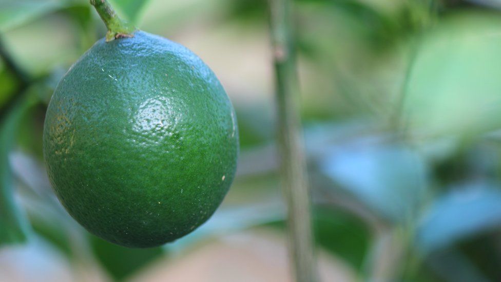 Mexican lime