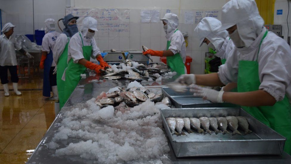 A commercial fish operation in Myanmar