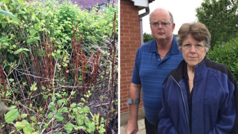 Regional Strategy Needed For Eradication Of Knotweed BBC News    83743919 Knotweedatkinsons 