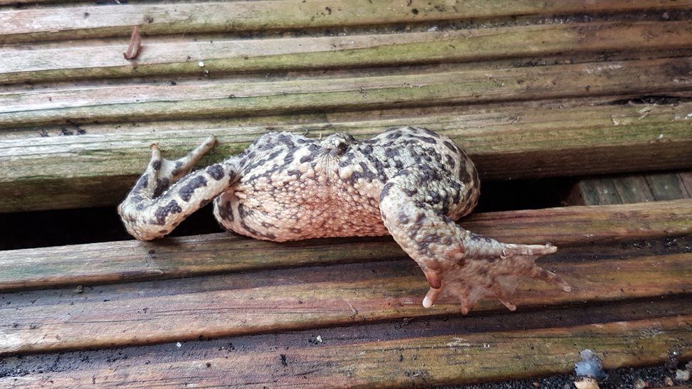 Toad trapped in decking