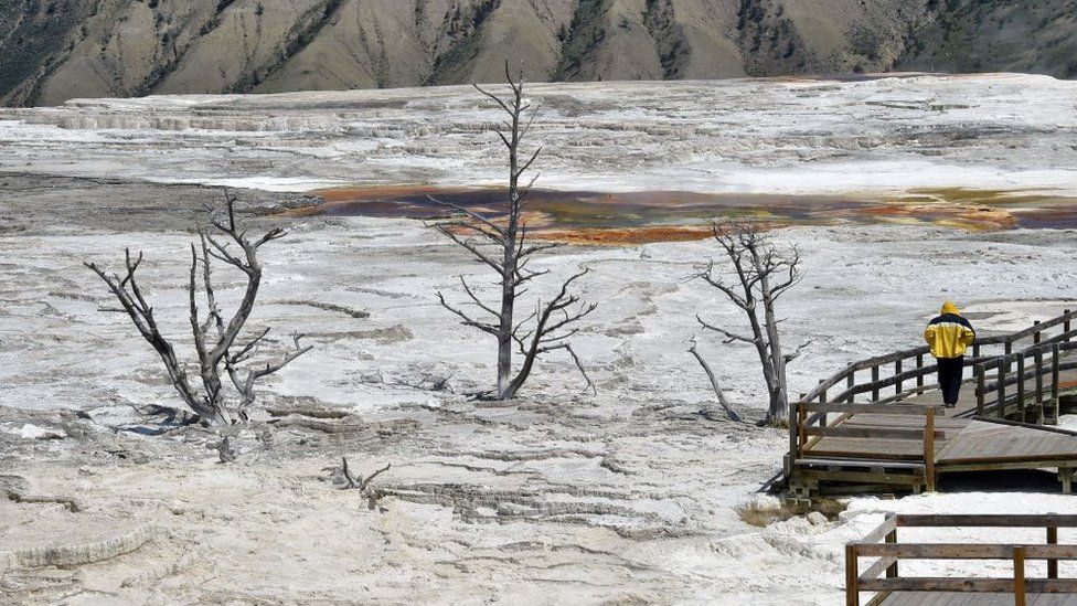 Visitors are required to stay on boardwalks at the Yellowstone's Mammoth Hot Springs