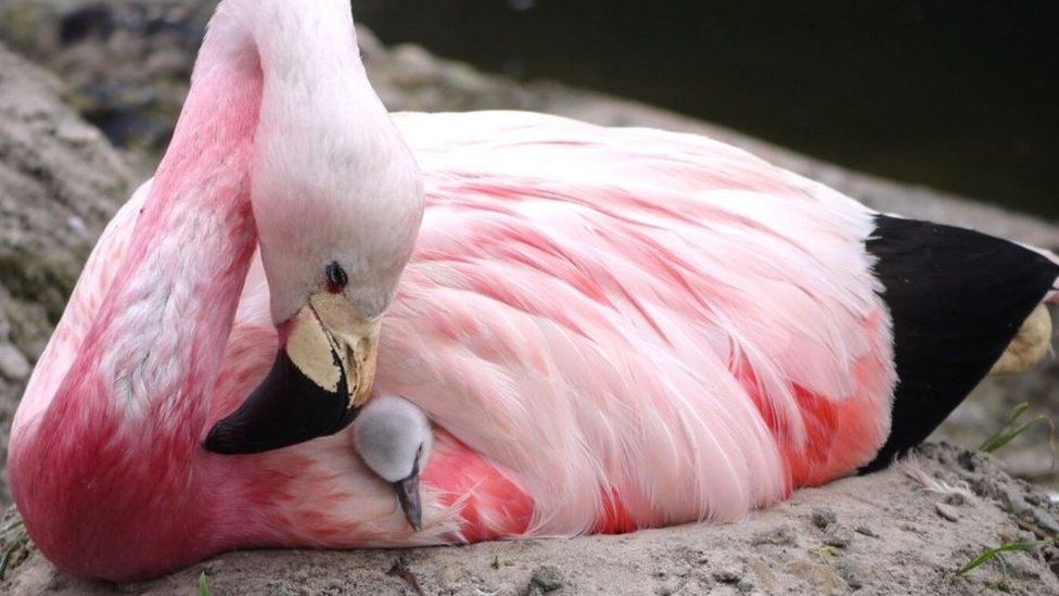 Flamingo with chick