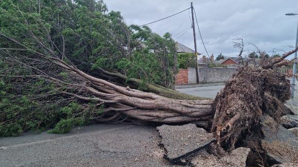 Fallen tree in Rhyl