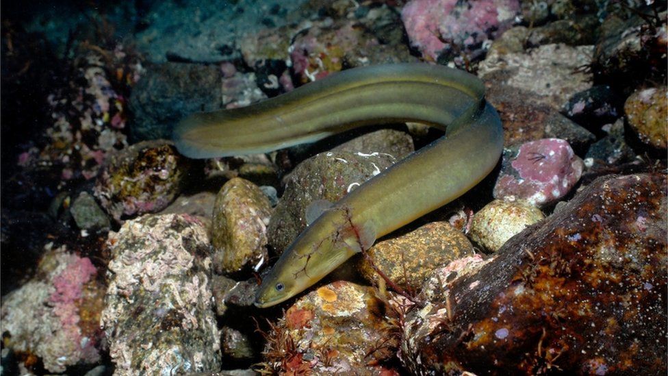 European eel in Norway