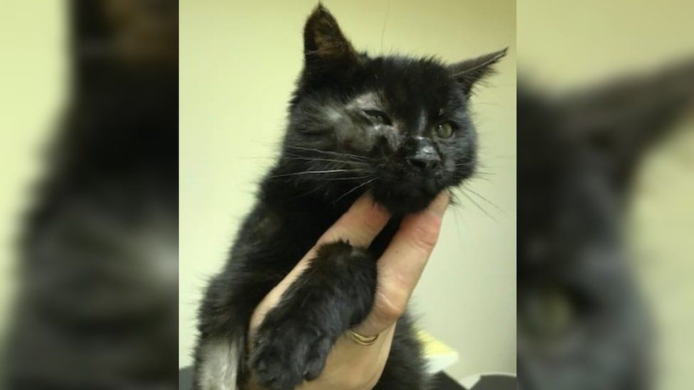 Kitten rescued from Devon landfill digger s scoop BBC News