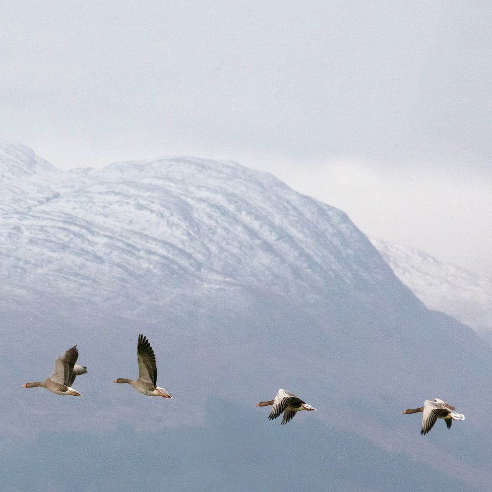 Greylag geese with Garbh Bheinn, Loch Sunart, Highland, Scotland