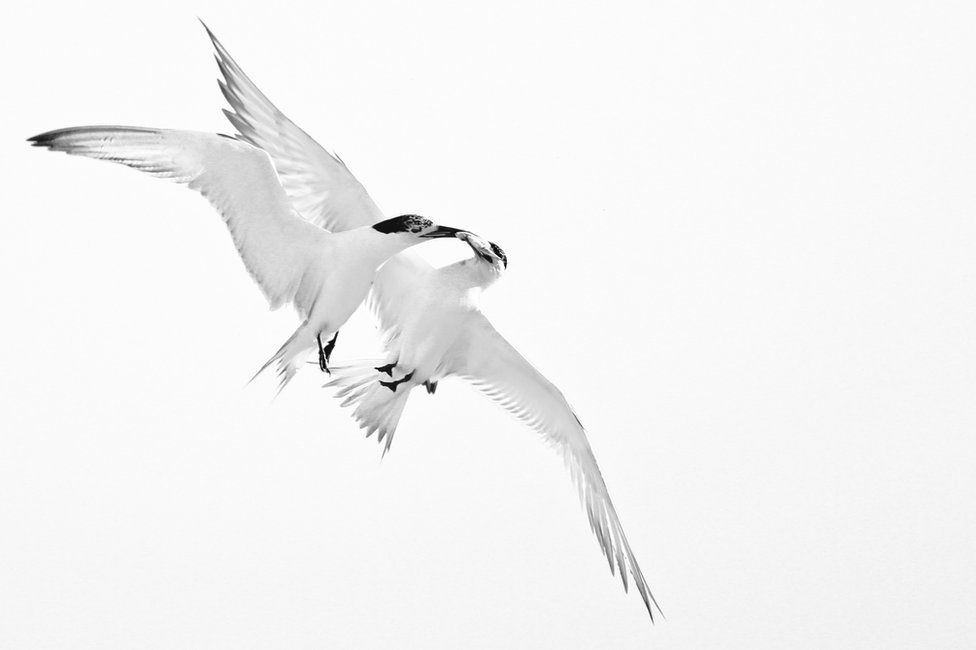 two seabirds tussling in mid-air over a fish, which both are gripping with their beaks