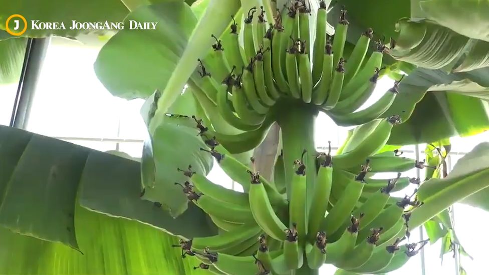 Bananas growing in South Korea's Pohang area, 2019