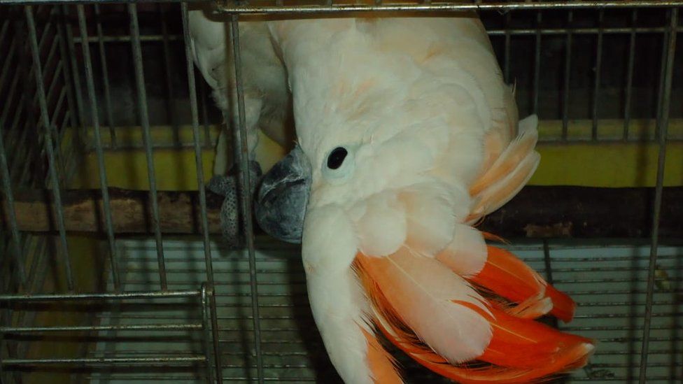 A cockatoo in a private breeder's home in West Bengal