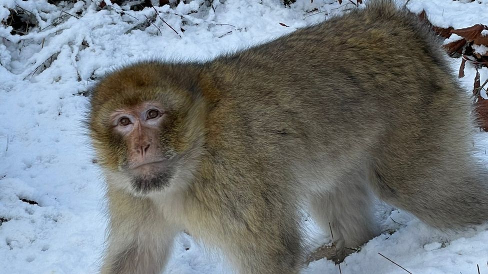 A monkey in the snow