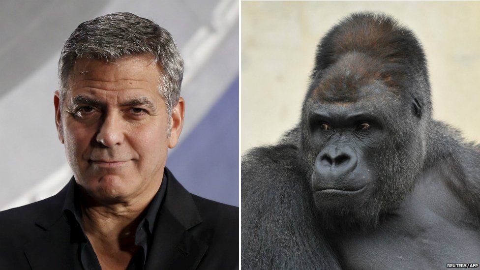 George Clooney (left) and Shabani the gorilla