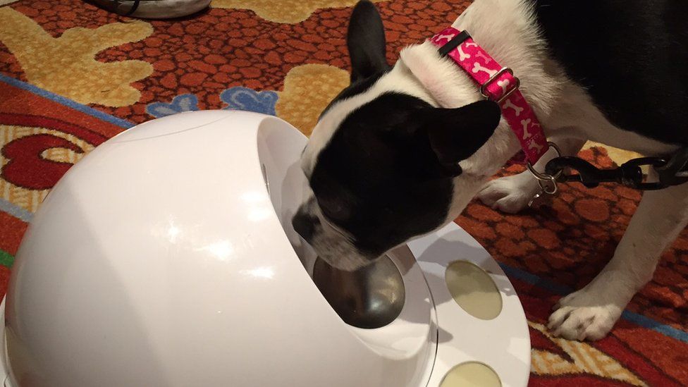 A dog eating from an elaorate food dispenser