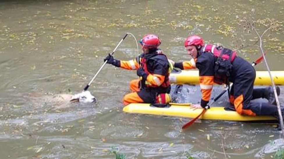 Sheep rescue