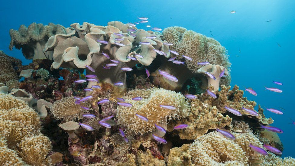 Leather coral in the Great Barrier Reef