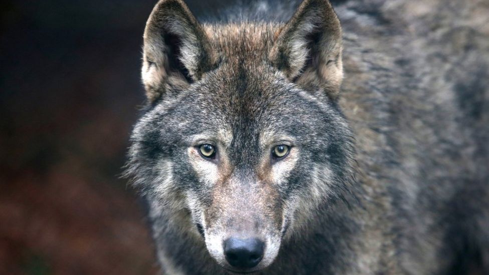 Stock photo of European wolf