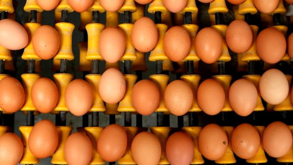 Freshly laid eggs are pictured in Belgium