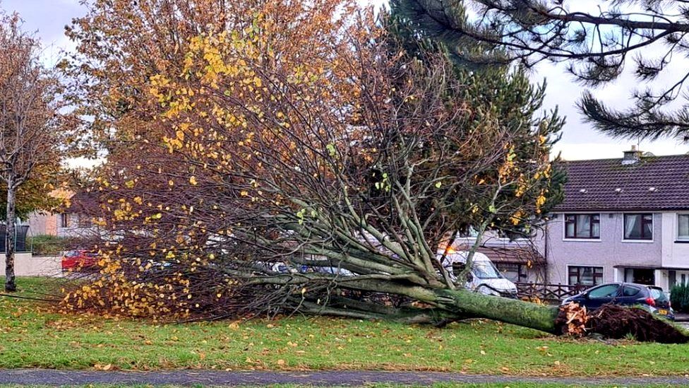 A large tree that was brought down by high winds at Drumalane Park in Newry
