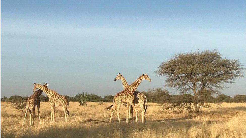 The captured giraffes are pictured in their new home.