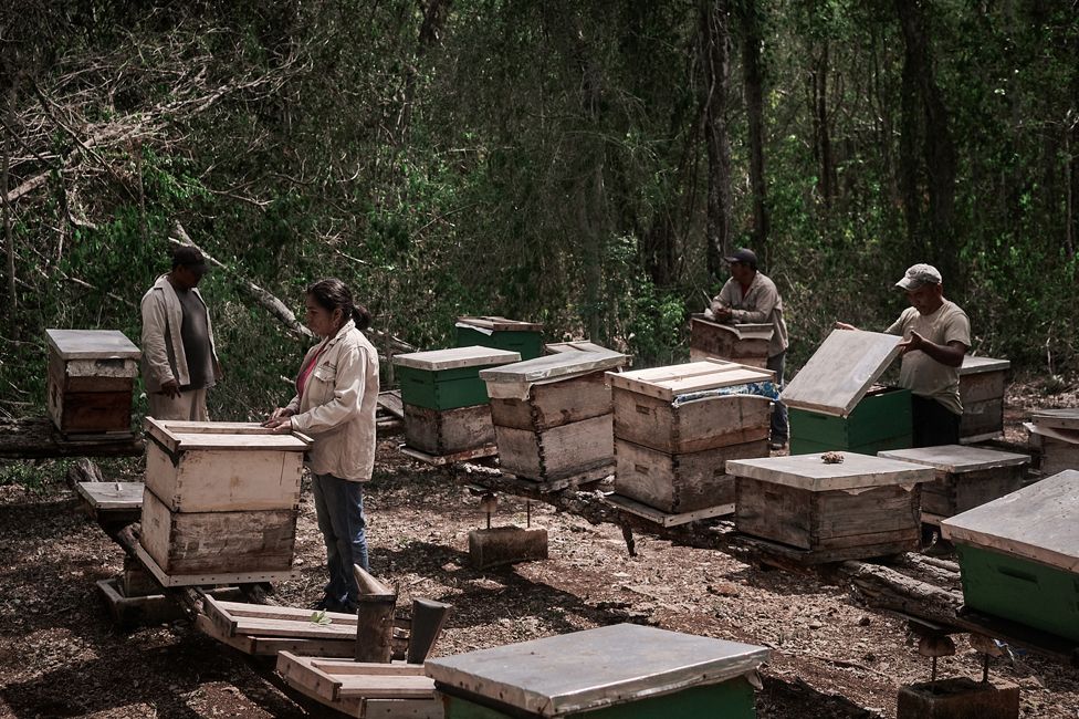 Beekeepers in Hopelchén, Campeche in southeast Mexico
