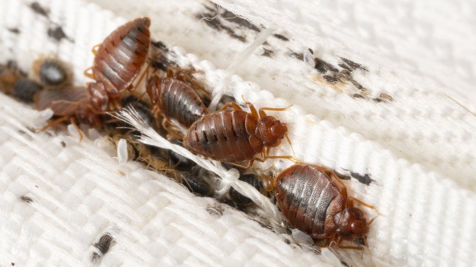 Image of bedbugs