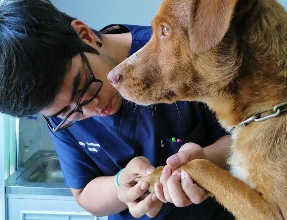 The dog recieved a check-up at a veterinary practice in southern Thailand