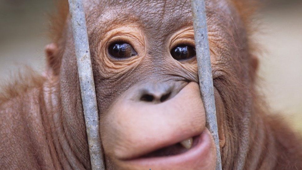 Baby orangutan in a cage