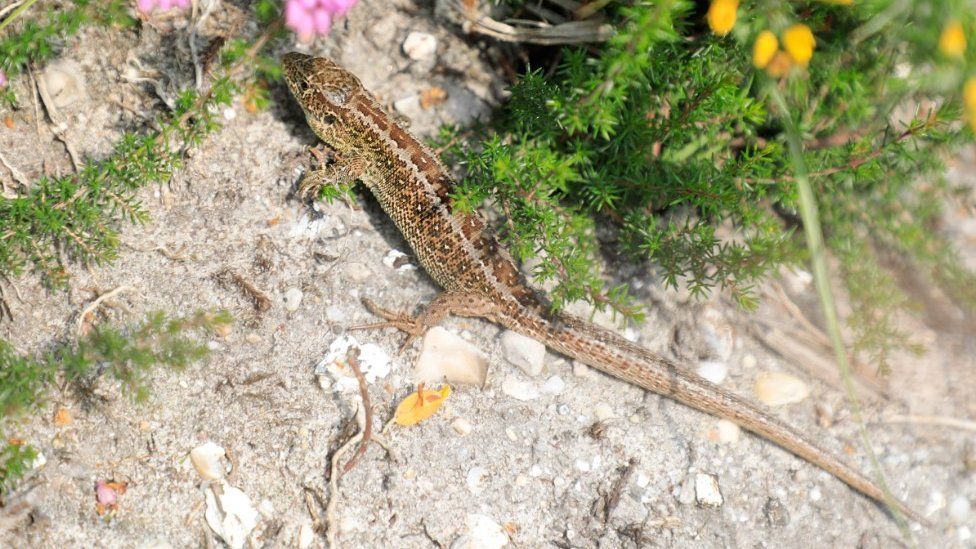Sand lizard being released at Puddletown Forest
