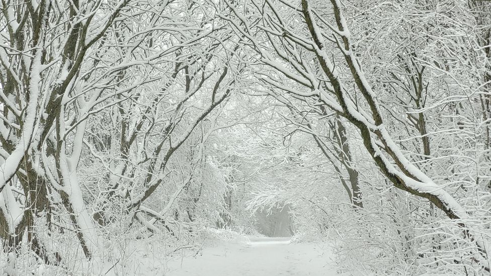 A snowy wood in Thurlstone, Barnsley