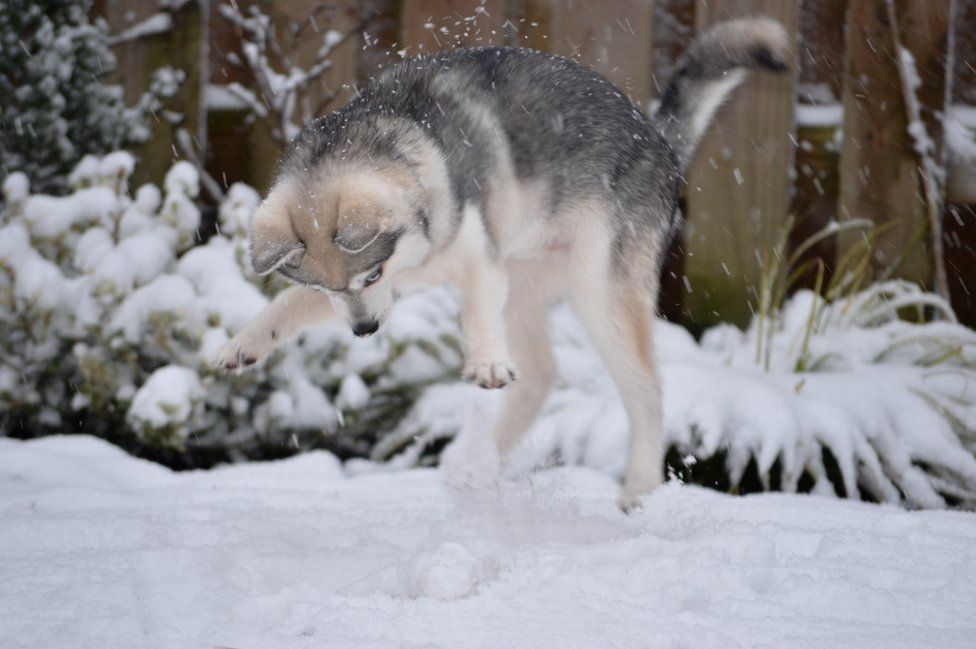 A dog jumping on snow