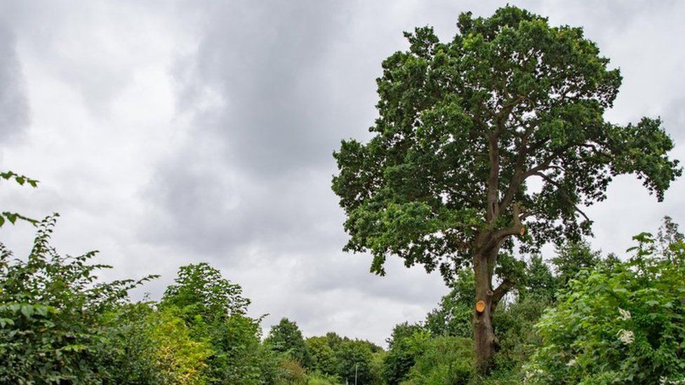 An at-risk 600-year-old oak tree in Peterborough
