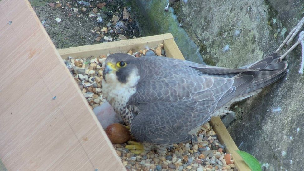 Female peregrine with her chick on St Albans Cathedral