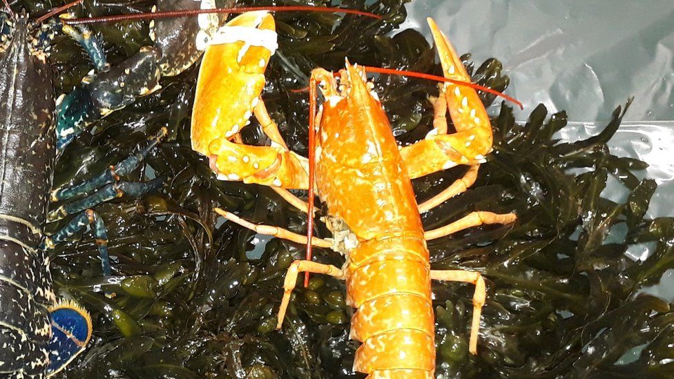 ornage lobster