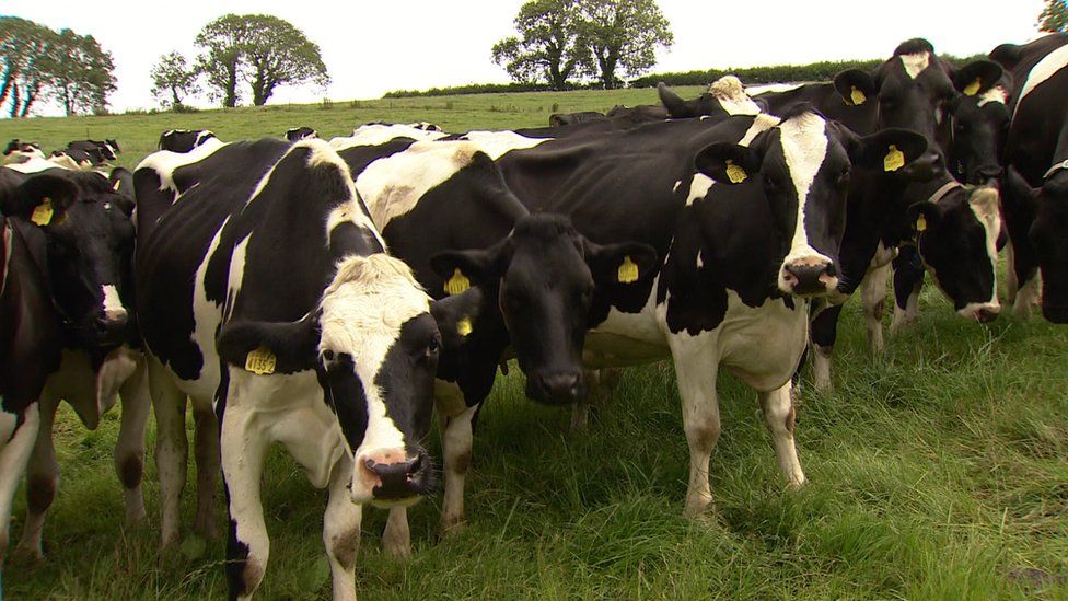 A herd of dairy cows