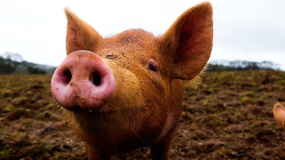 Pig organs partially revived hour after death - BBC News