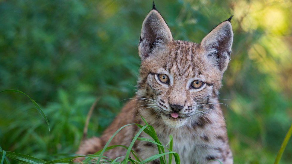 A young Eurasian lynx