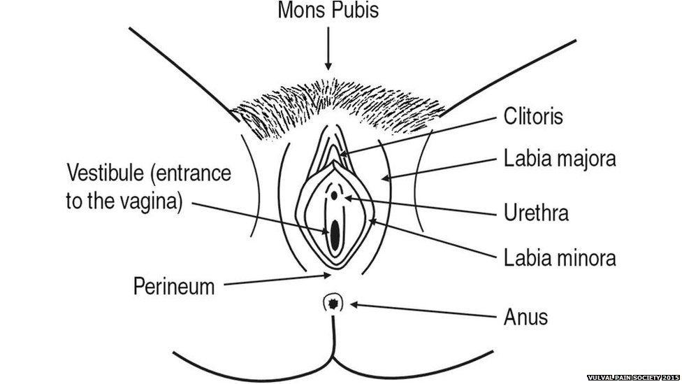 Anatomical drawing of a vulva