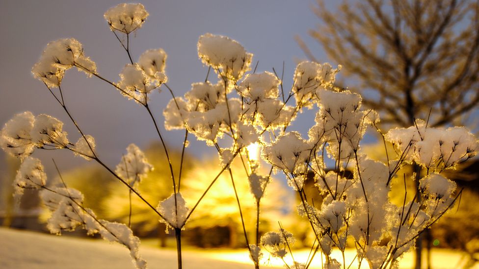 Snow on plants