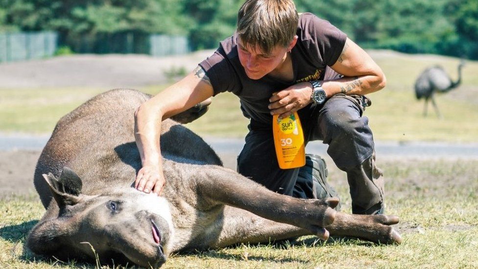 A keeper applies sun cream to a South American tapir "Bambou" at an animal park in Germany