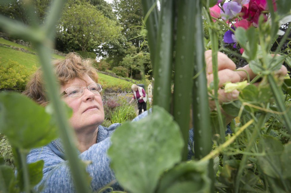 Durham volunteer picks sweet peas in Wharton Park community garden