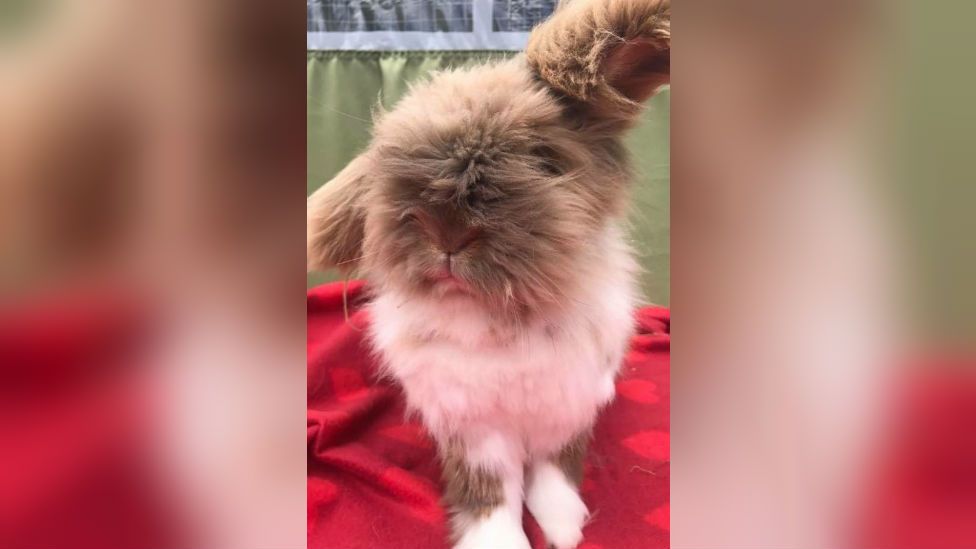 'Croydon cat killer': Harpenden mutilated rabbit 'linked' - BBC News